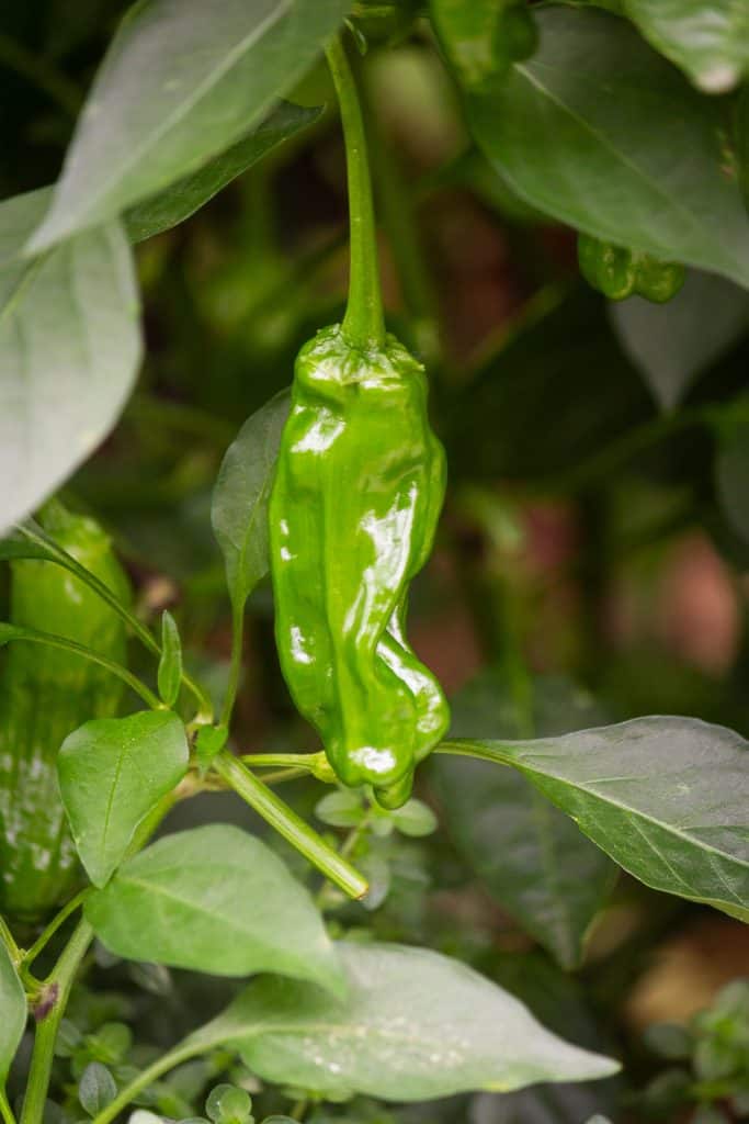 A shishito pepper hanging on the plant.